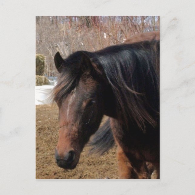 Postal Ninaprety (Anverso)