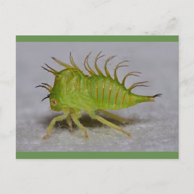 Postal Ninfa de la tolva del árbol (Anverso)