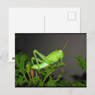 Postal Ninfa de saltamontes egipcio en planta de citronel
