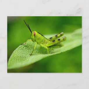 Postal Ninfa de saltamontes verde en una hoja