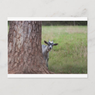 Postal Niño (cabra) buscando desde atrás de un árbol