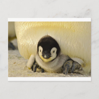 Postal Niño pingüino