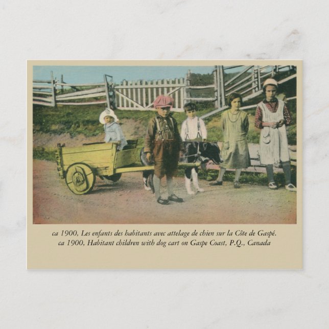 Postal Niños con carrito de perros, Costa de Gaspe, Quebe (Anverso)
