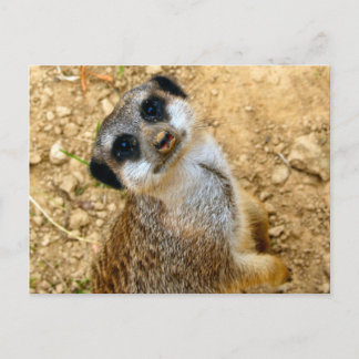 Postal Niro-Erdmännchen
