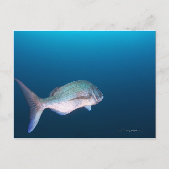 Postal Nishiizumachi, Prefectura de Shizuoka, Japón (Anverso)