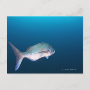 Postal Nishiizumachi, Prefectura de Shizuoka, Japón