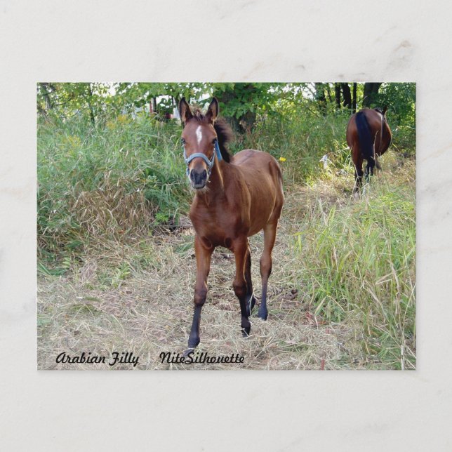 Postal NiteSilhouette (Anverso)