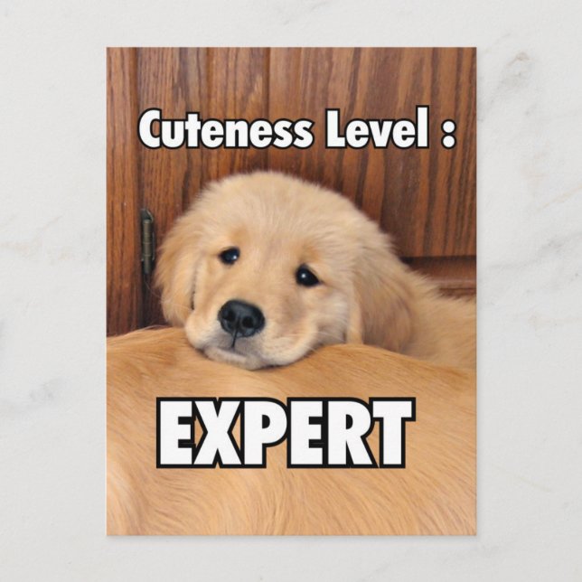 Postal Nivel de curación de la copia de Golden Retriever (Anverso)