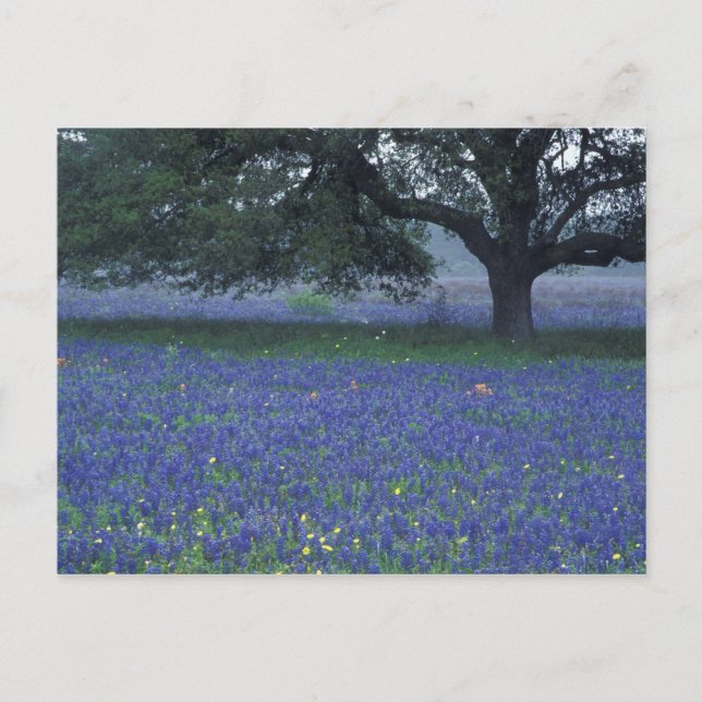 Postal NN, Texas, Devine, Oak y bonnet azul (Anverso)