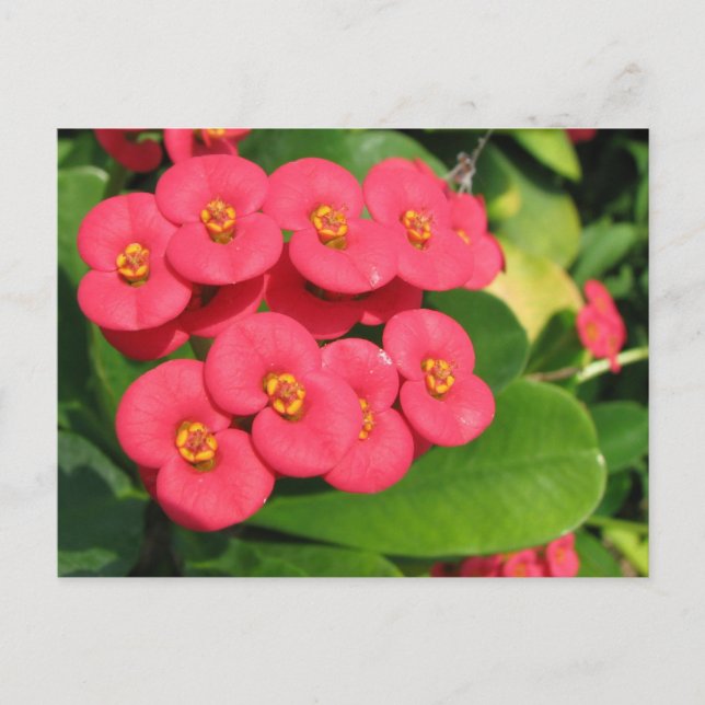 Postal No estoy seguro de qué flor es esta (Anverso)