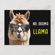 No hay drama llama Guay Alpaca con gafas de sol di