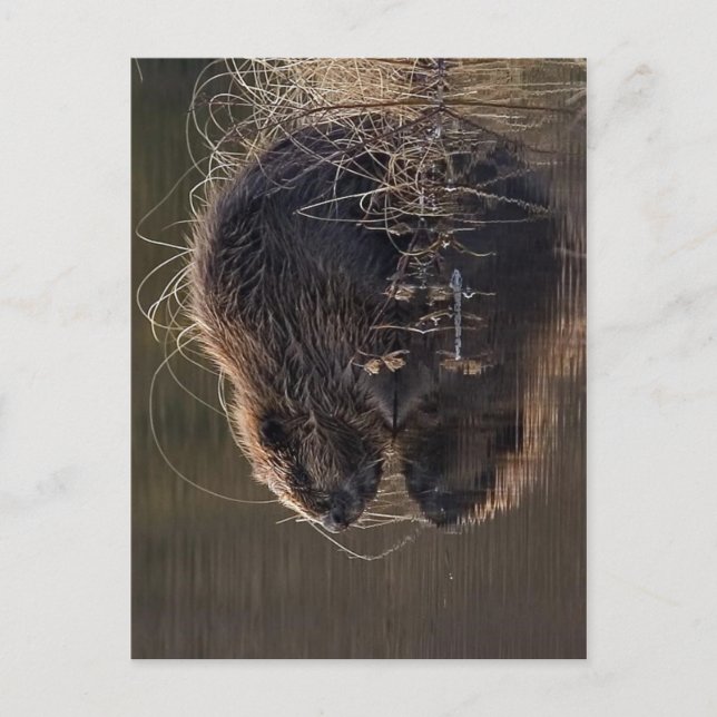 Postal No hay más resolución disponible. Beaver_pho34.jpg (Anverso)