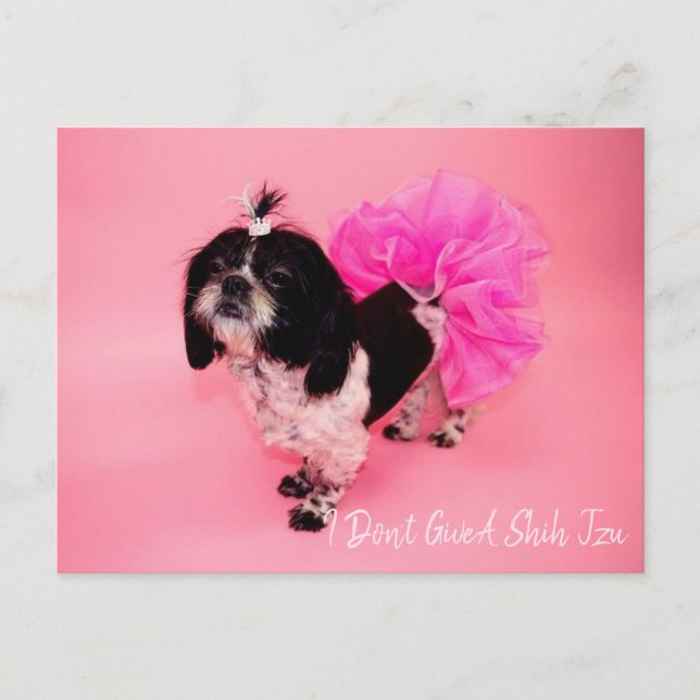 Postal No le doy un zu shih (Anverso)