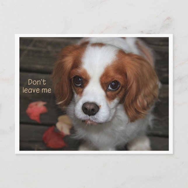 Postal No me dejes Verlass mich nicht (Anverso)