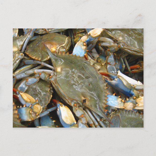 Postal ¡No me molestes... soy de Crabby! (Anverso)
