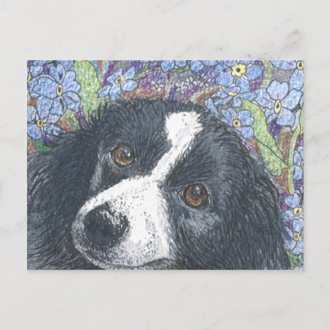 Postal "No me olvides", dijo el Collie de la frontera. (Anverso)
