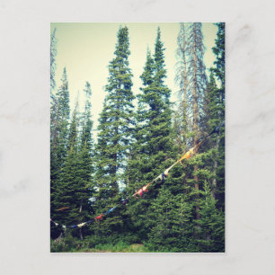 Postal No se permite ningún sostén en el bosque