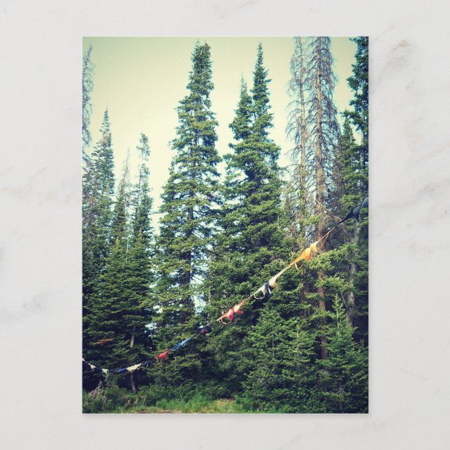 Postal No se permite ningún sostén en el bosque (Anverso)