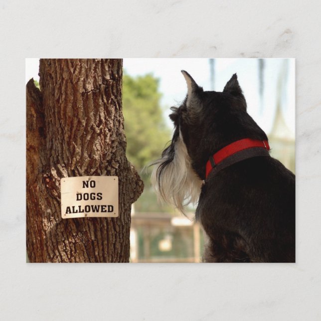 POSTAL NO SE PERMITEN PERROS (Anverso)