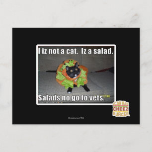 Postal No soy un gato. Es una ensalada.