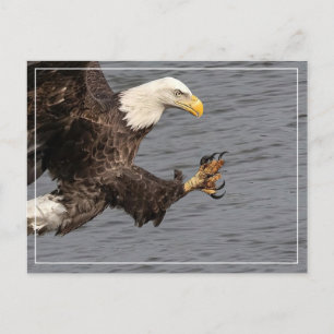 Postal No te metas con un águila calva