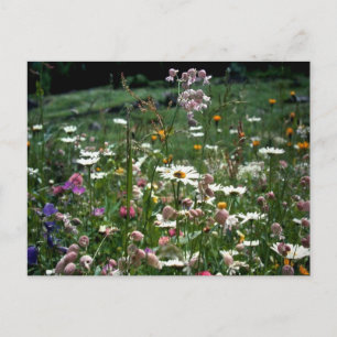 POSTAL NO TIENES QUE ENTENDER LA NATURALEZA DE LA VIDA