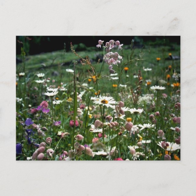 POSTAL NO TIENES QUE ENTENDER LA NATURALEZA DE LA VIDA (Anverso)