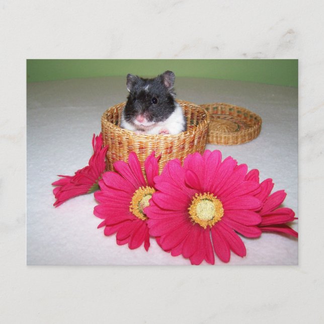 Postal noah cutie (Anverso)