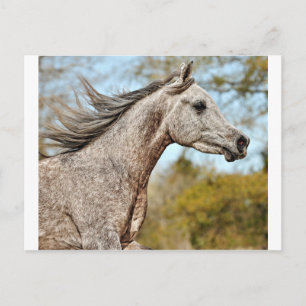 Postal Noble y orgulloso