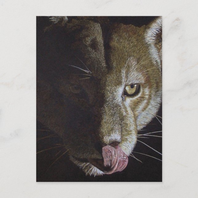 Postal Noche de Cougar (Anverso)
