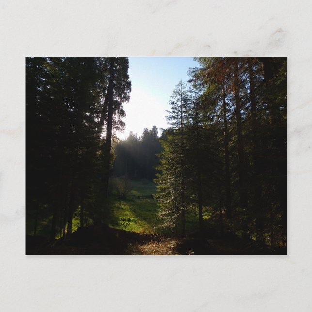 Postal Noche de pradera en el parque nacional Sequoia (Anverso)