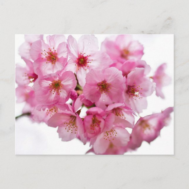 Postal Noches de Kioto: Sakura iluminada con farolillos (Anverso)