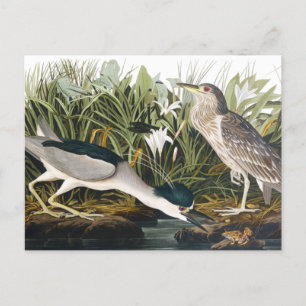 Postal Nocturno-garza coronada por John James Audubon Po