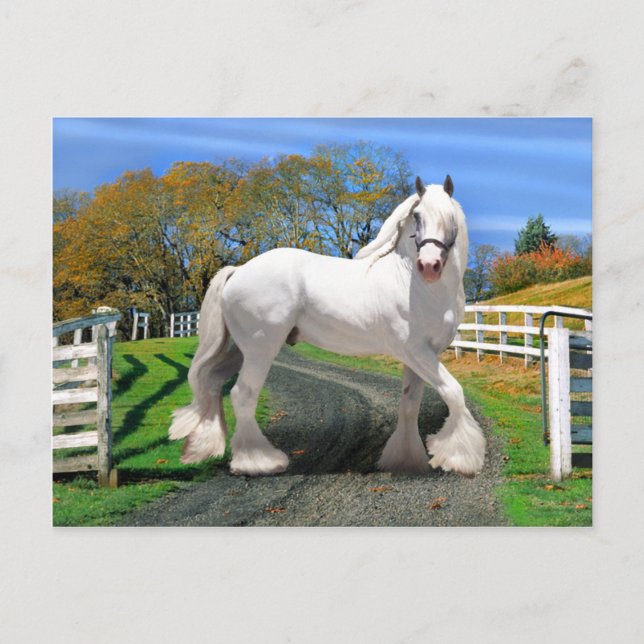 Postal "Noel In Splendor" (Anverso)