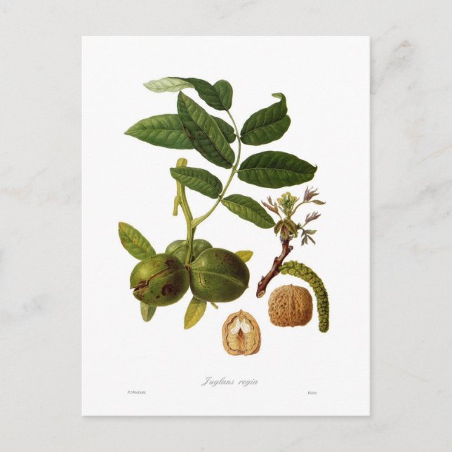 Postal Nogal (Anverso)