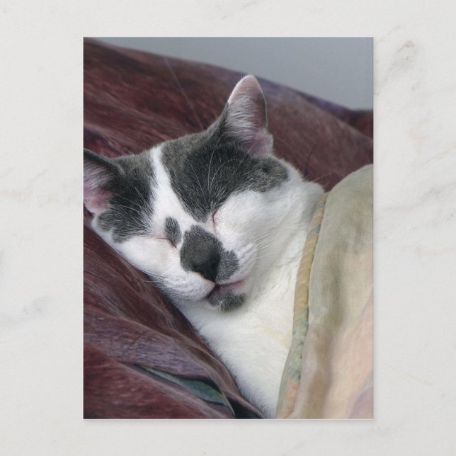 Postal Nomenclatura de gatos (Anverso)