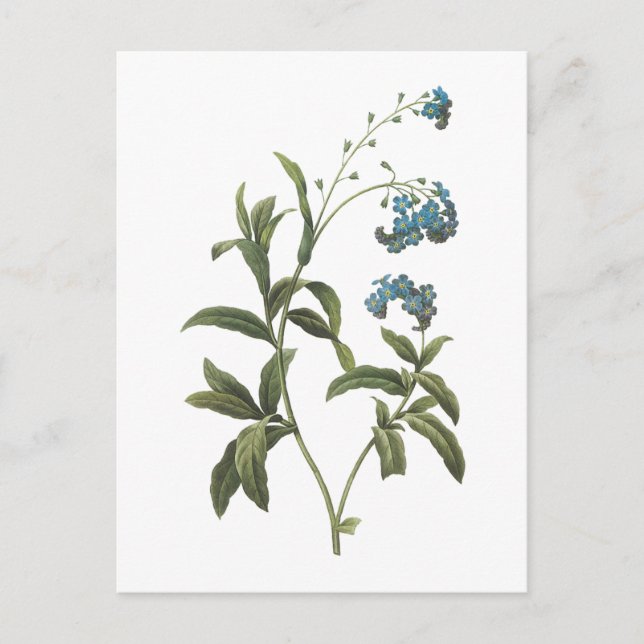 Postal nomeolvides (scorpioides del Myosotis) por Redouté (Anverso)