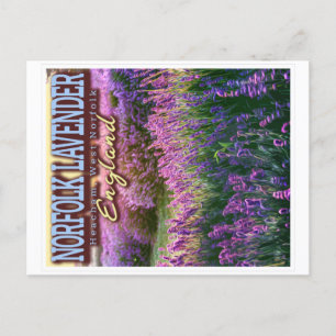 POSTAL NORFOLK LAVENDER - LAVENDER FIELD NORFOLK ENGLAND
