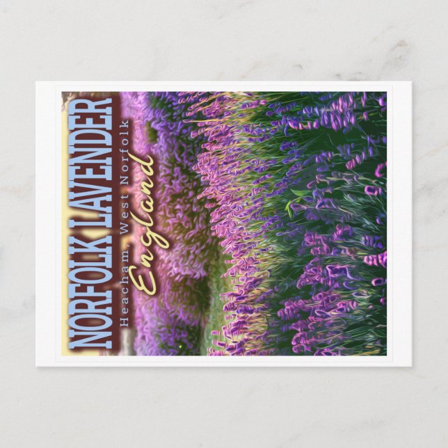 POSTAL NORFOLK LAVENDER - LAVENDER FIELD NORFOLK ENGLAND (Anverso)