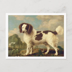 Postal Norfolk marrón y blanco o español acuático, 1778 (
