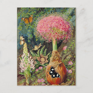 Postal Norte - Buphane Toricara y otras flores