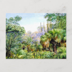 Postal Norte - Escena forestal en Australia Occidental