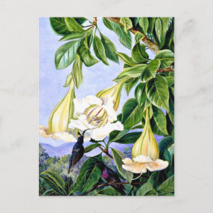 Postal Norte - Foliage y Flores de un norteamericano trop