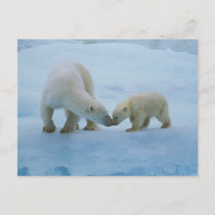 Postal Norteamérica, Ártico canadiense. Oso polar