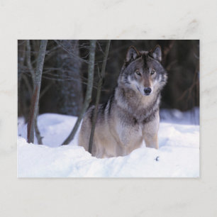 Postal Norteamérica, Canadá, Canadá Oriental, Lobo gris
