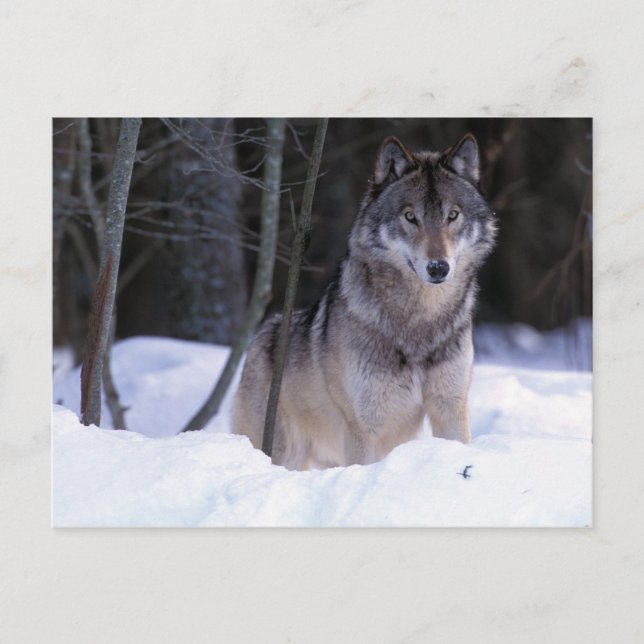 Postal Norteamérica, Canadá, Canadá Oriental, Lobo gris (Anverso)