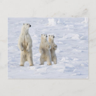 Postal Norteamérica, Canadá, Manitoba, Churchill. 5