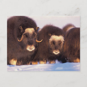 Postal Norteamérica, EE. UU., Alaska, Círculo polar ártic