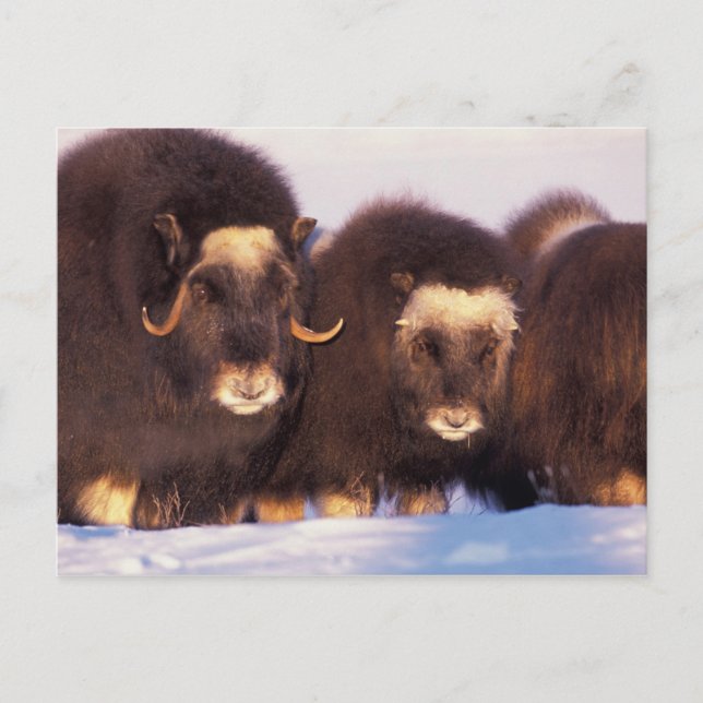 Postal Norteamérica, EE. UU., Alaska, Círculo polar ártic (Anverso)