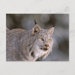 Postal Norteamérica, EE. UU., Alaska, Haines. Lince (Feli